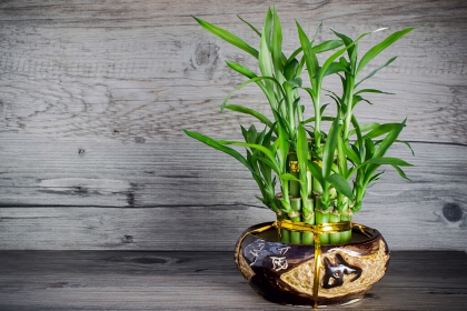10 loại cây cảnh để bàn tốt cho người mệnh Thủy
