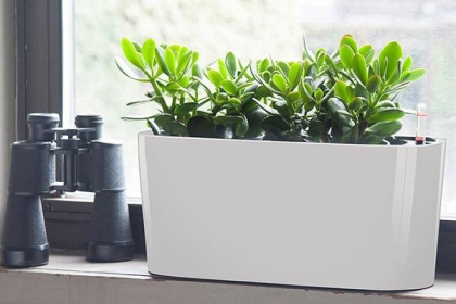 Cây phong thủy cho người mệnh Mộc mang tài lộc vào nhà