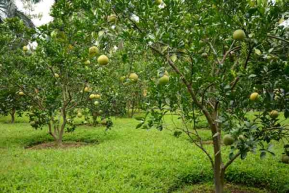 Chuyển đất trồng cây lâu năm thành đất ở cần những thủ tục gì?