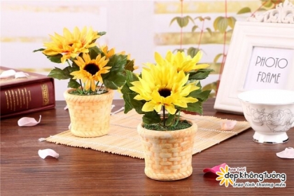 Những loại hoa có tác dụng khai vận phòng làm việc