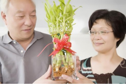 Ý nghĩa phong thủy cây phát lộc