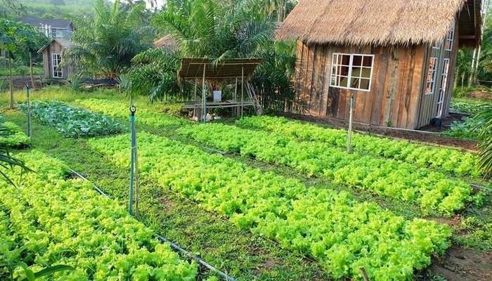 chuyen-doi-muc-dich-su-dung-dat chuyển đổi đất nông nghiệp sang đất ở