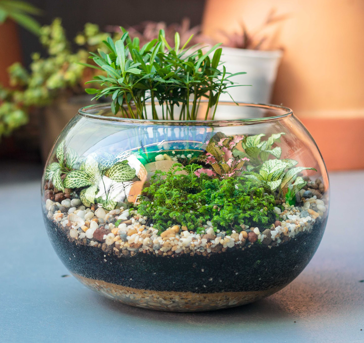 Bể cá, bể thủy sinh mini hợp người mệnh thủy Bể cá, bể thủy sinh mini