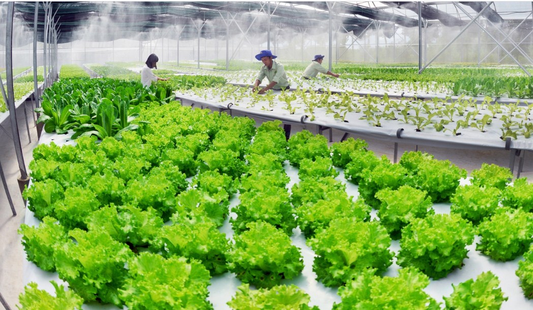 Điều kiện, thủ tục, hồ sơ xin cấp đất làm trang trại 2021
